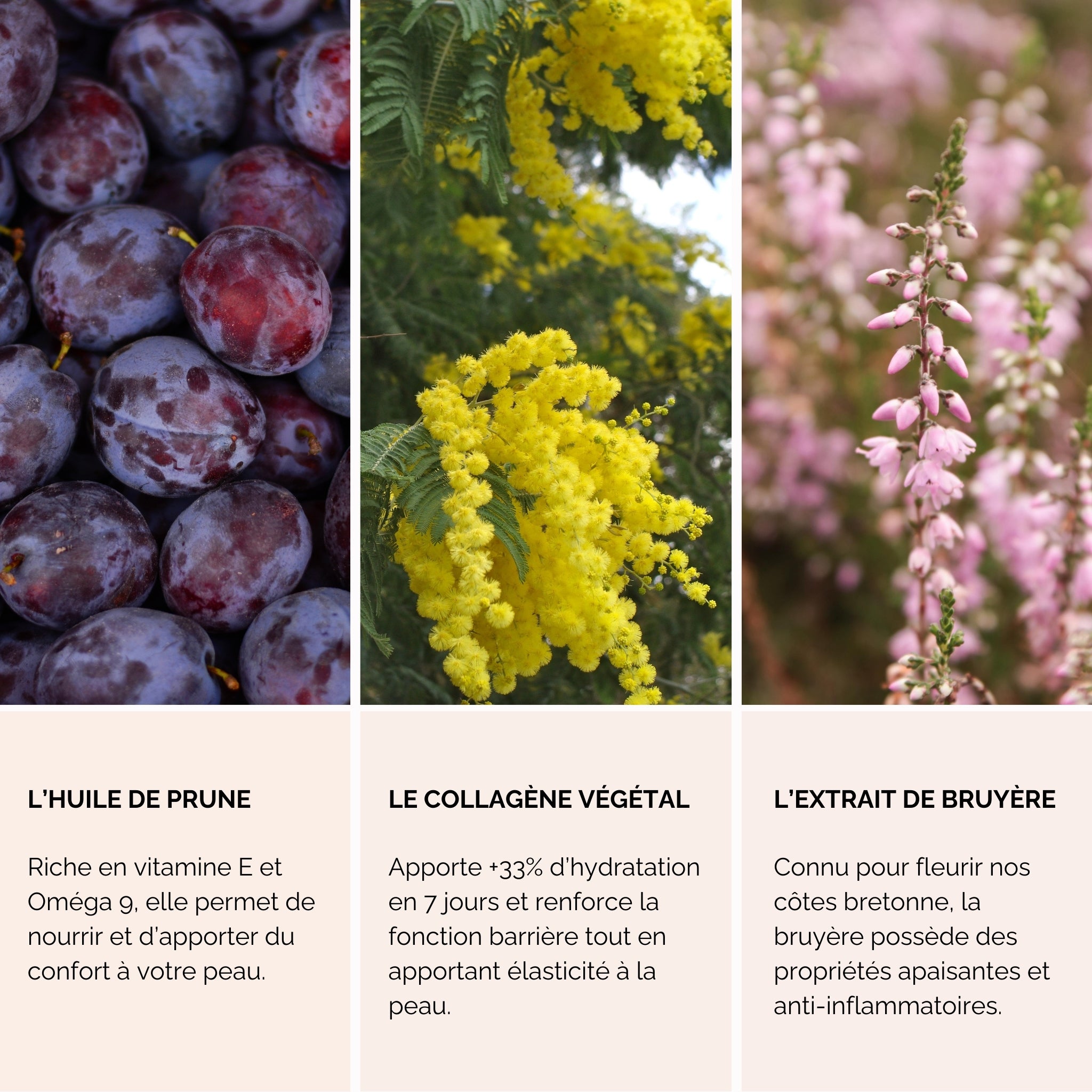 Crème Mains – Nectar de Bruyère