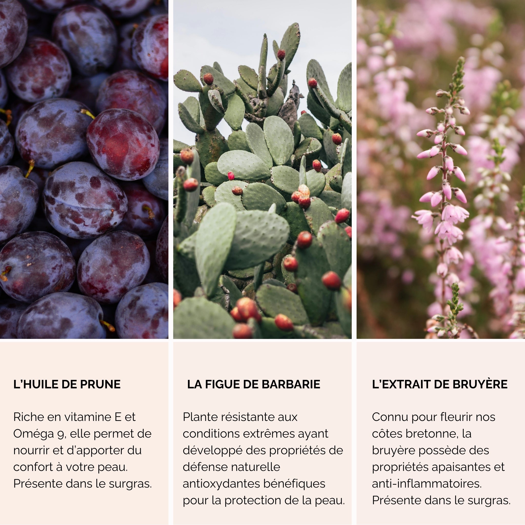 Huile Sèche pour la peau - Nectar de Bruyère